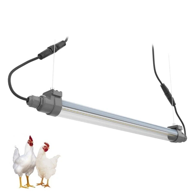 chicken artificial light