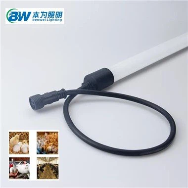 Sut ombori uchun yoritish