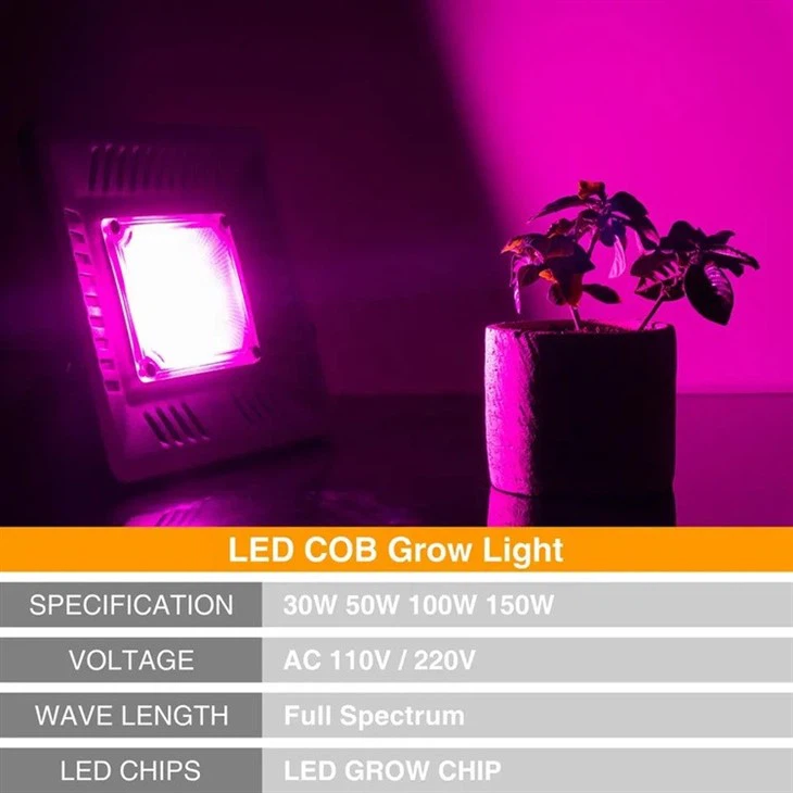 100w Cob Led Grow Light 2