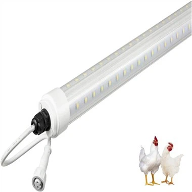 Led tovuq chiroqlari