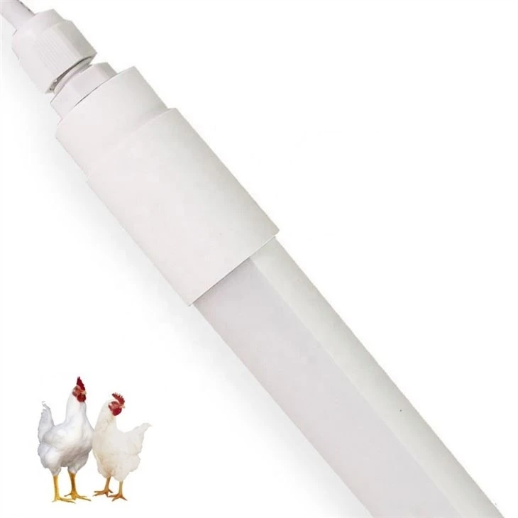 120 Chicken Light With 4000k