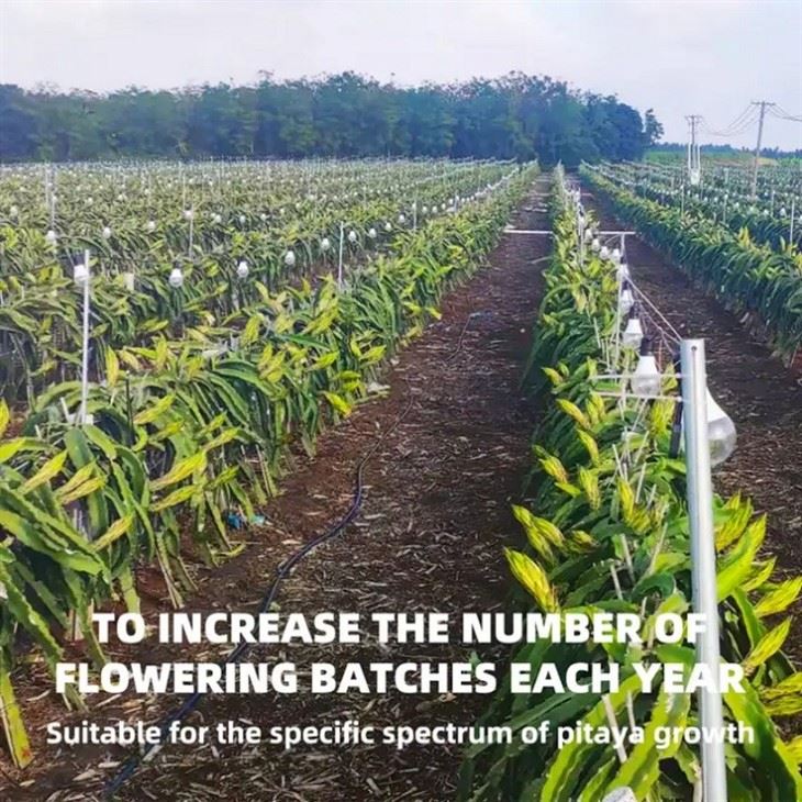 15w Full Spectrum Pitahaya LED Plant Light high quality