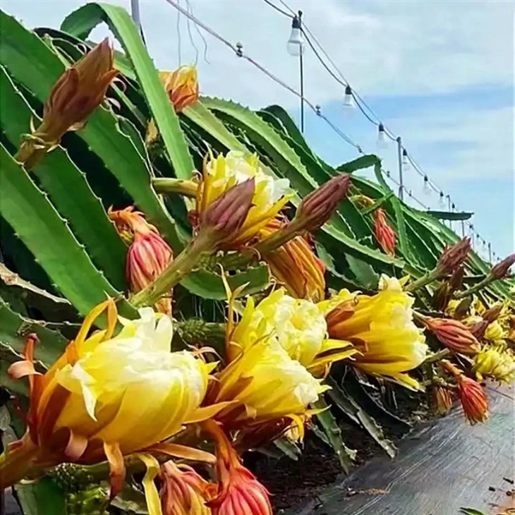 15w Full Spectrum Pitahaya LED Plant Light factory